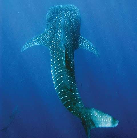 Photo: Ningaloo Blue Dive