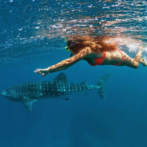 Photo: Three Islands Whale Shark Dive
